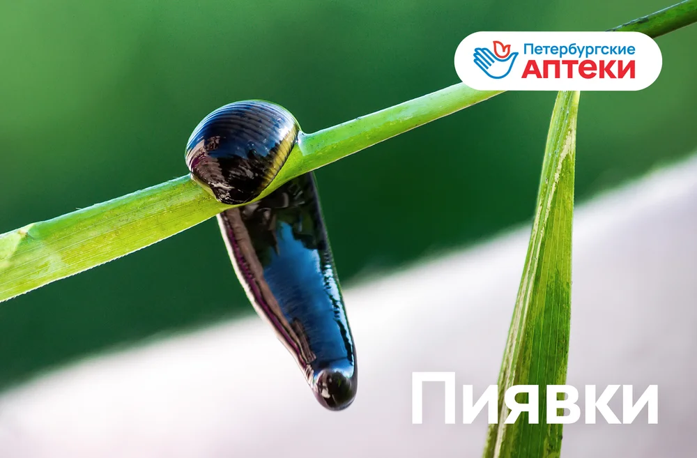 Пиявки